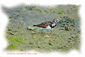 turnstone, turnstones-4